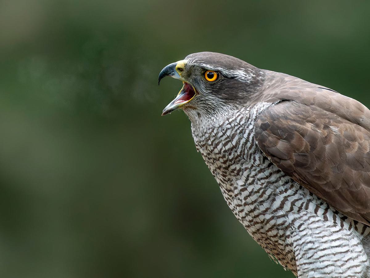 The Unique Respiratory System of Birds