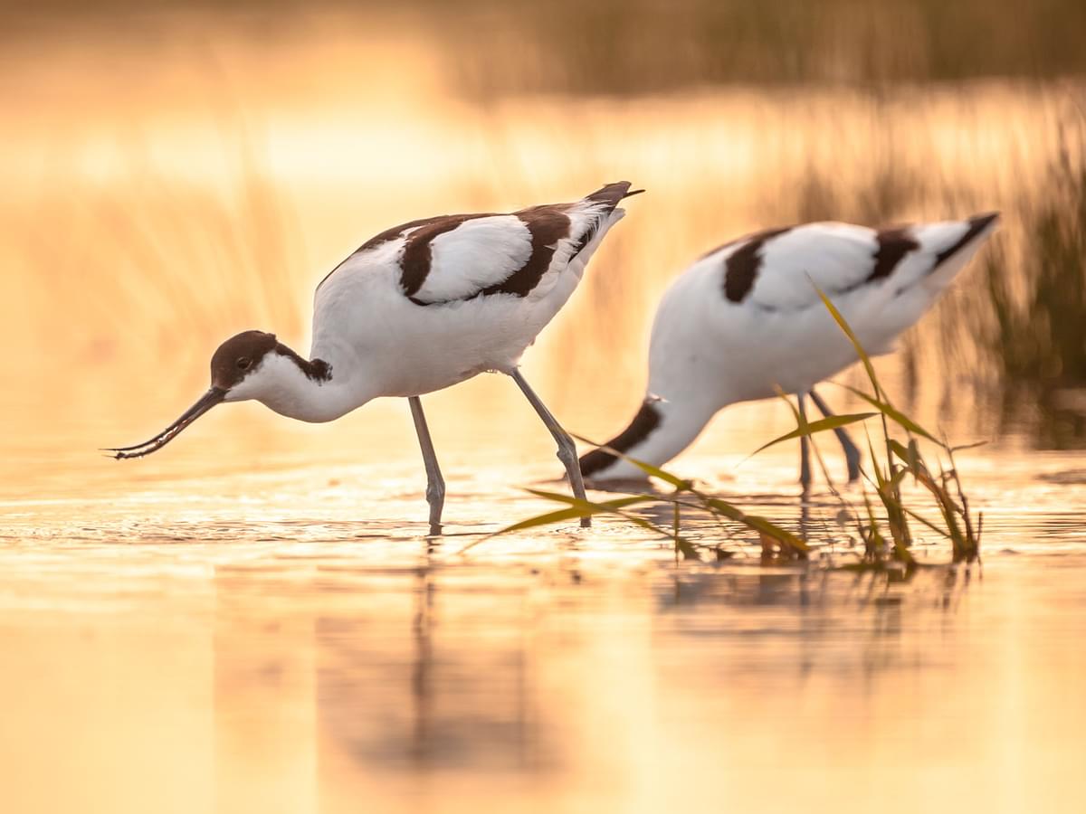 A pair of Avocets foraging in the water