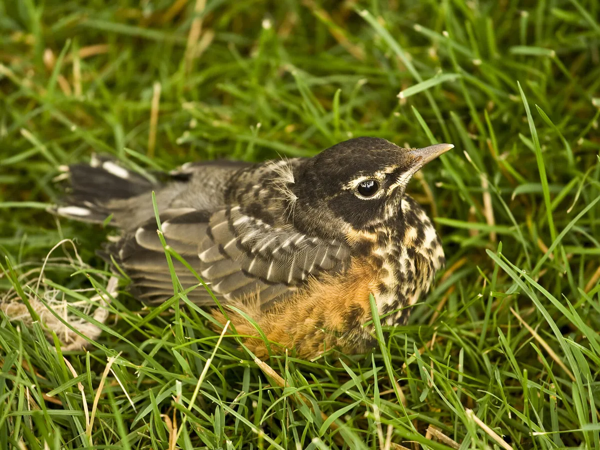 Baby American Robins: All You Need To Know (with Pictures)
