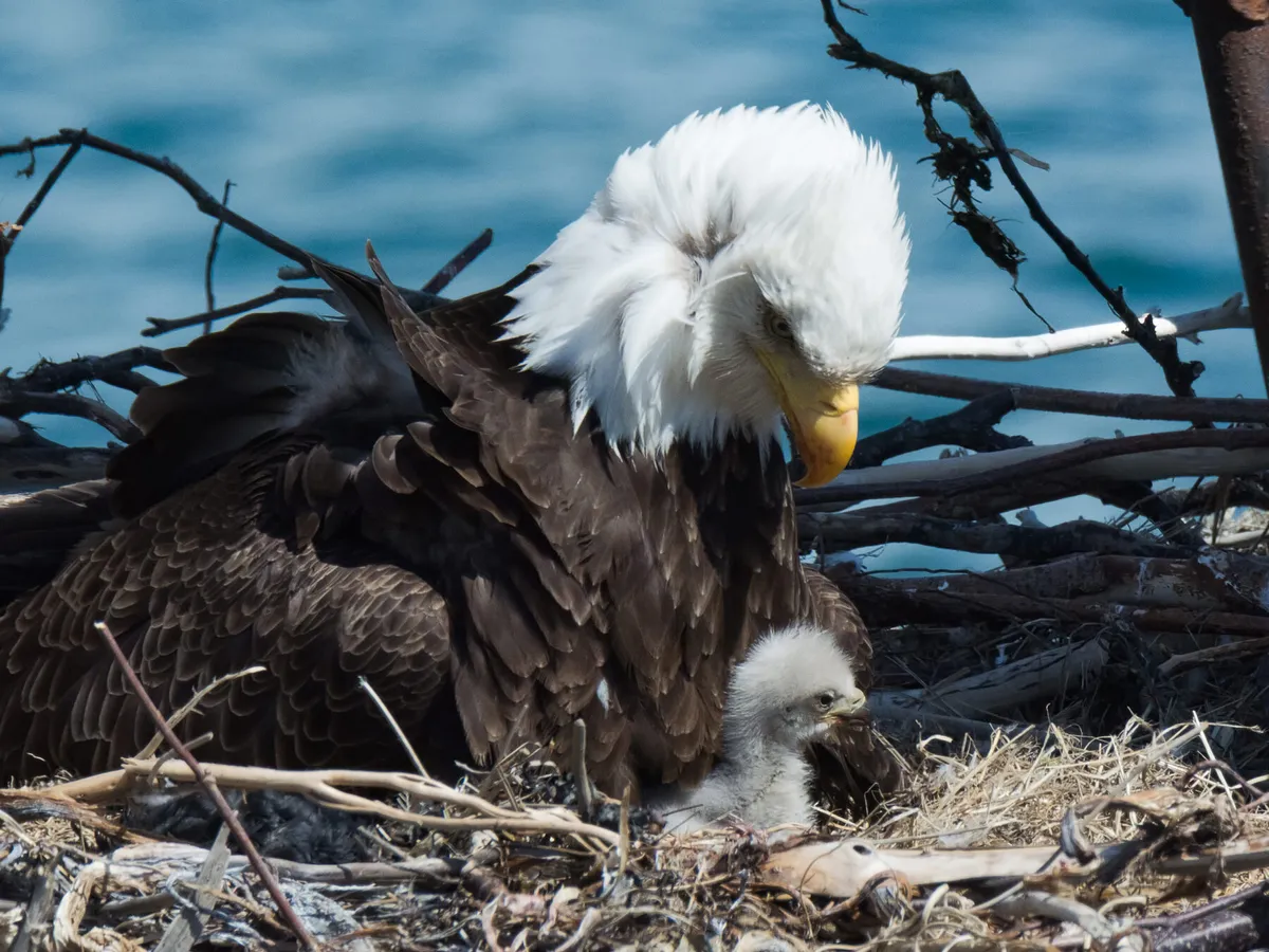 Un águila calva bebé con su padre en el nido.