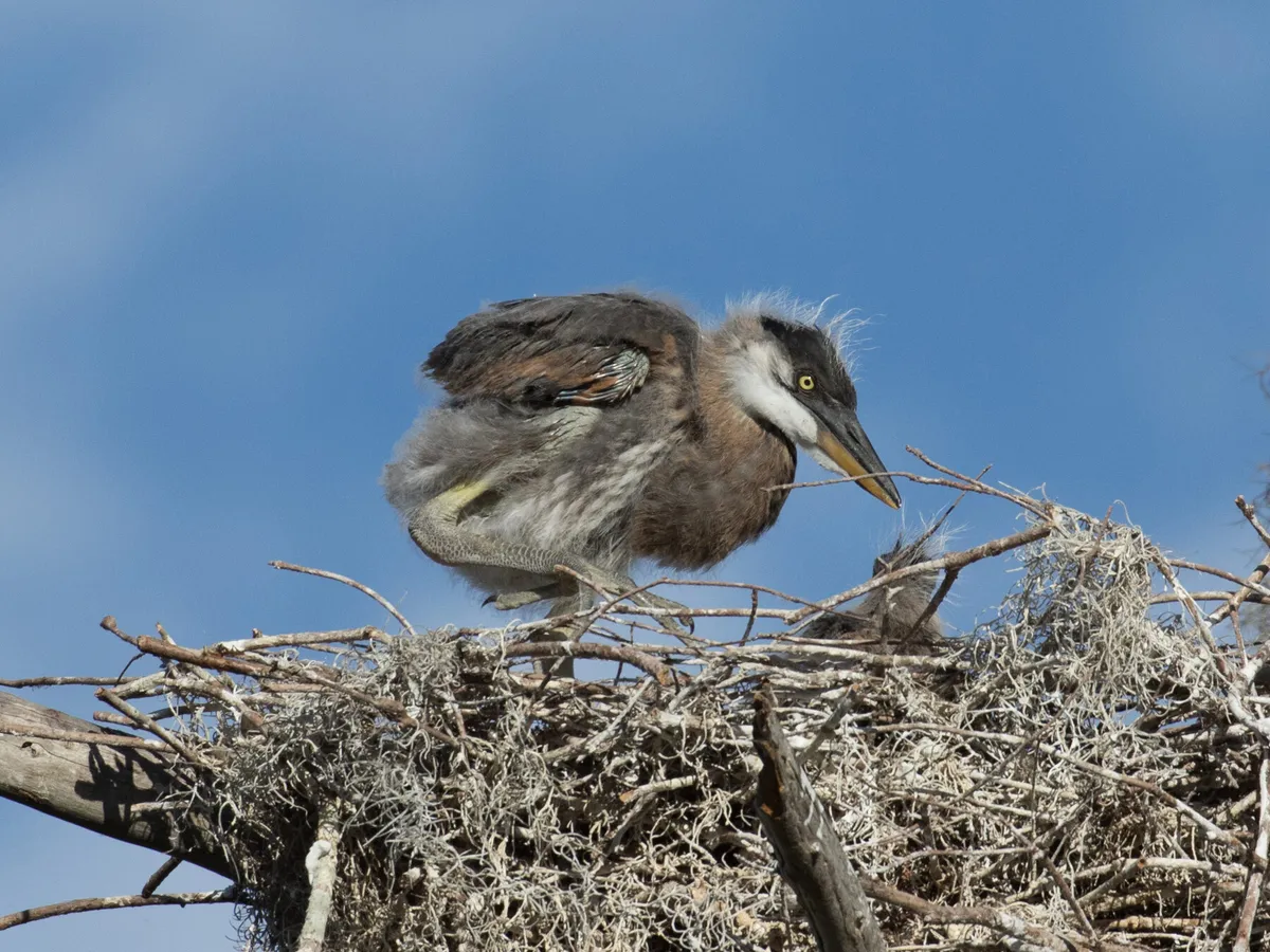 Baby Great Blue Herons (Guide with Pictures) | Birdfact