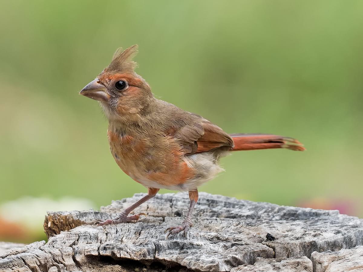 Baby Cardinals: All You Need To Know (with Pictures)