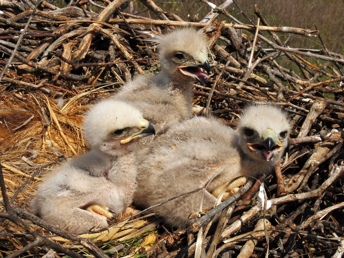 Baby Eagles: All You Need To Know (with Pictures)