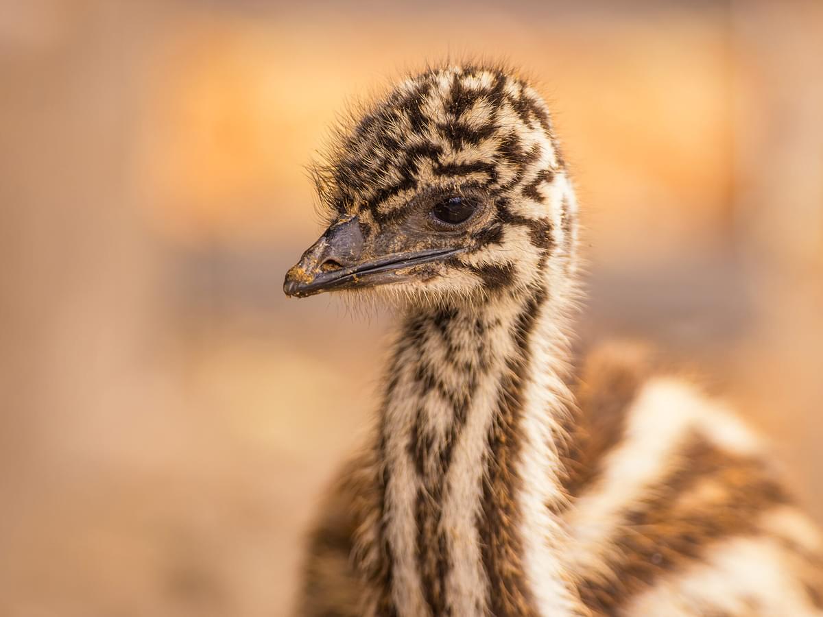 Baby Emus: All You Need To Know (with Pictures)
