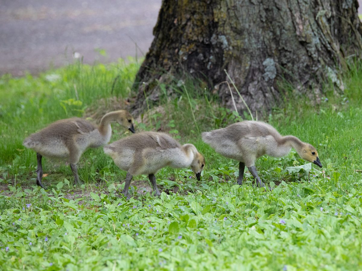 What Do Baby Canada Geese Eat: Essential Diet Guide
