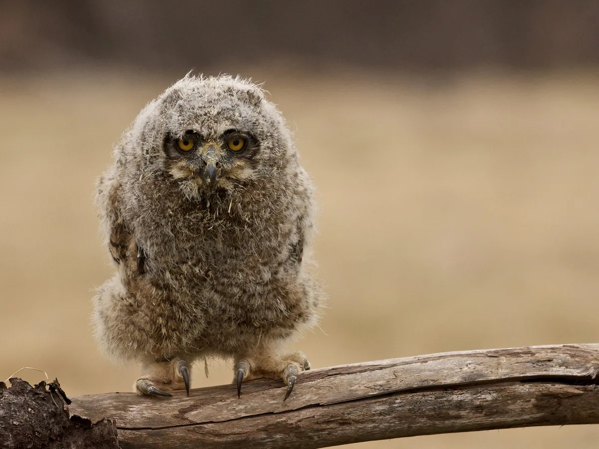 Baby Great Horned Owls: All You Need To Know (with… | Birdfact