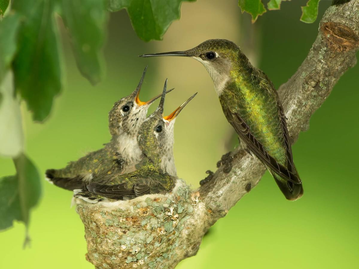Baby Hummingbirds: All You Need to Know (with Pictures)