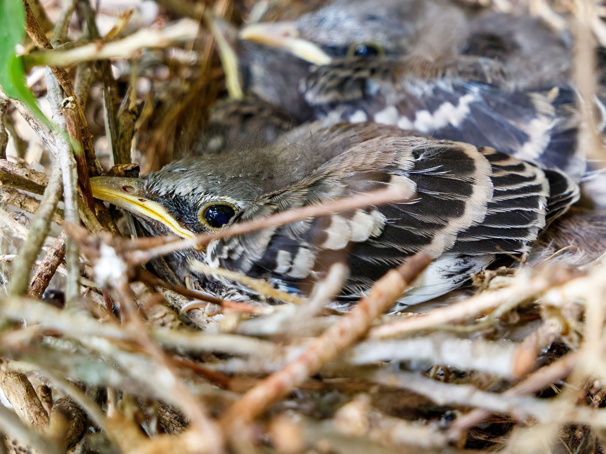 Mockingbird Mating How Long Do Northern Mockingbirds Stay In The Nest