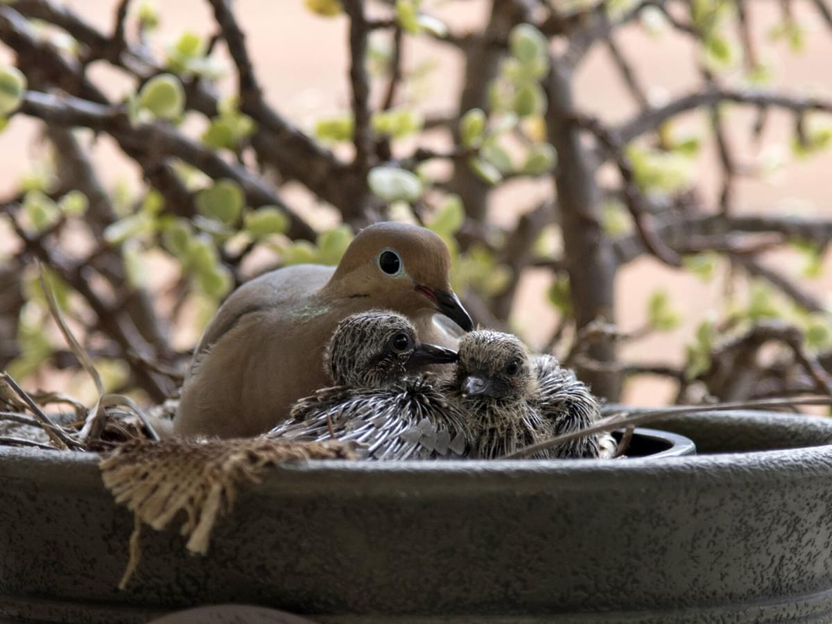 Baby Mourning Doves: All You Need To Know (with Pictures)