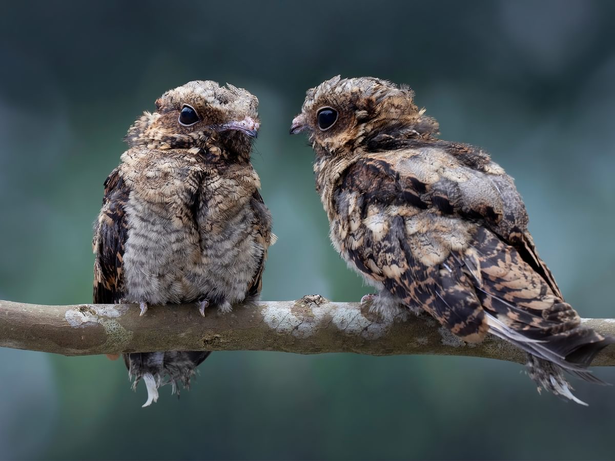 Nightjar Bird Facts (Caprimulgus europaeus) | Birdfact