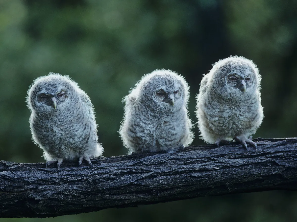 Baby Owls: All You Need To Know (with Pictures)