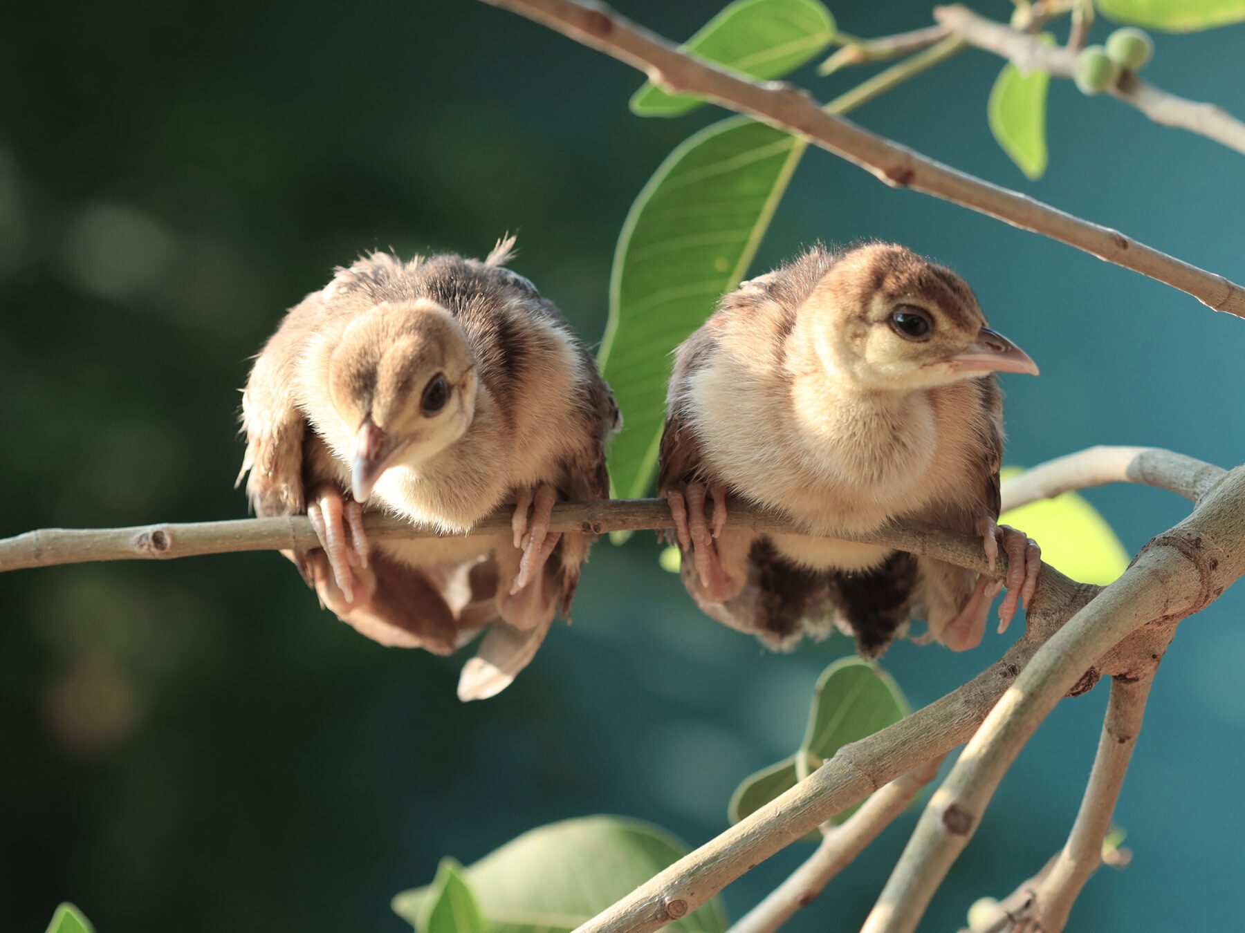 Baby Peacocks: All You Need To Know (with Pictures)