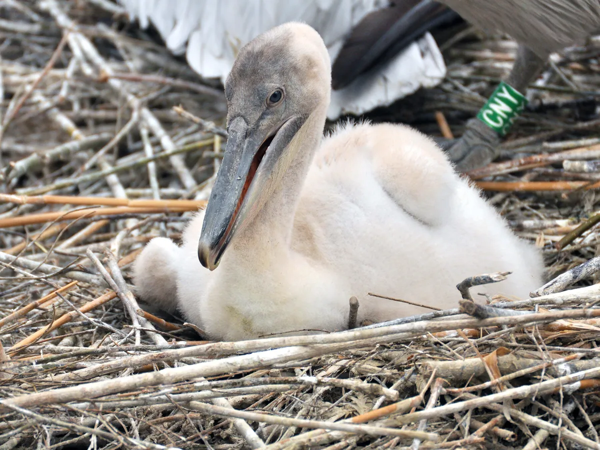 Baby Pelicans (Complete Guide with Pictures)