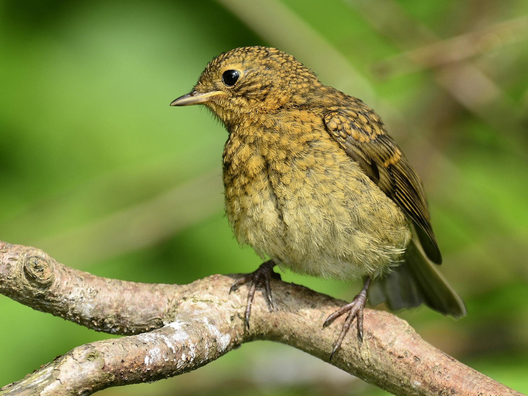 The Life of Baby Robins: From Hatchlings to Fledglings