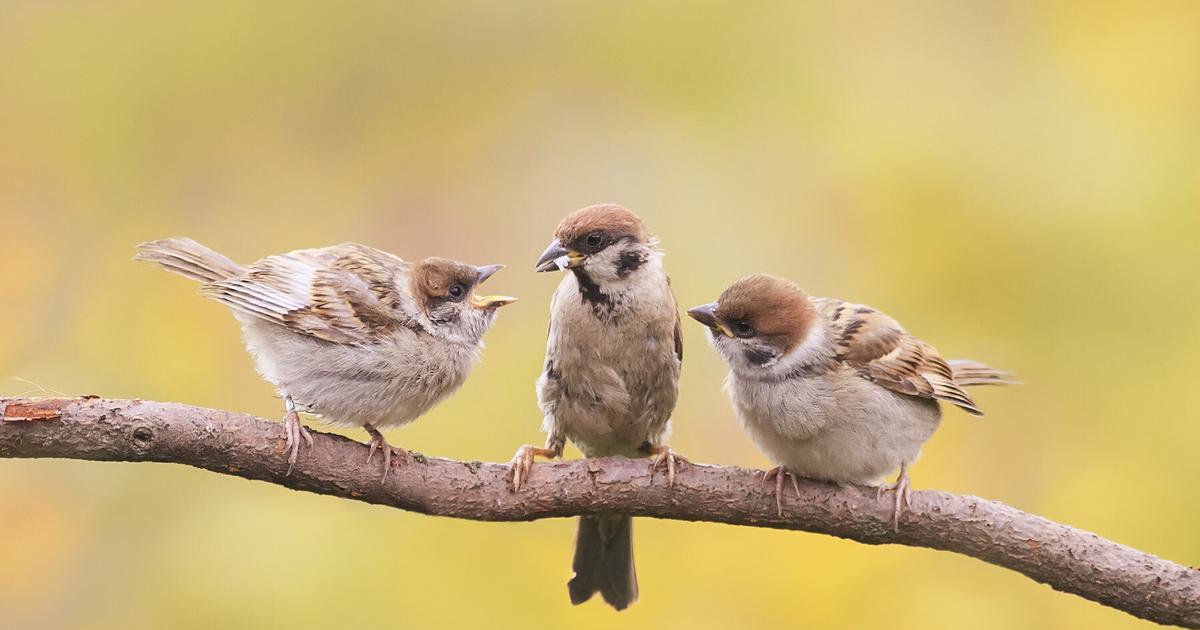 What are the Nutritional Requirements for Growing Baby Sparrows?  