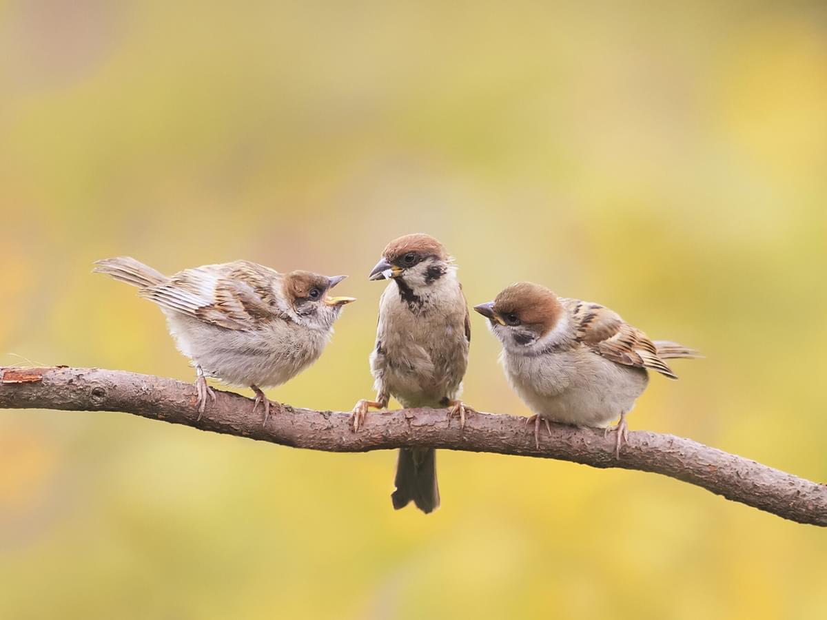 Baby Sparrows: All You Need To Know