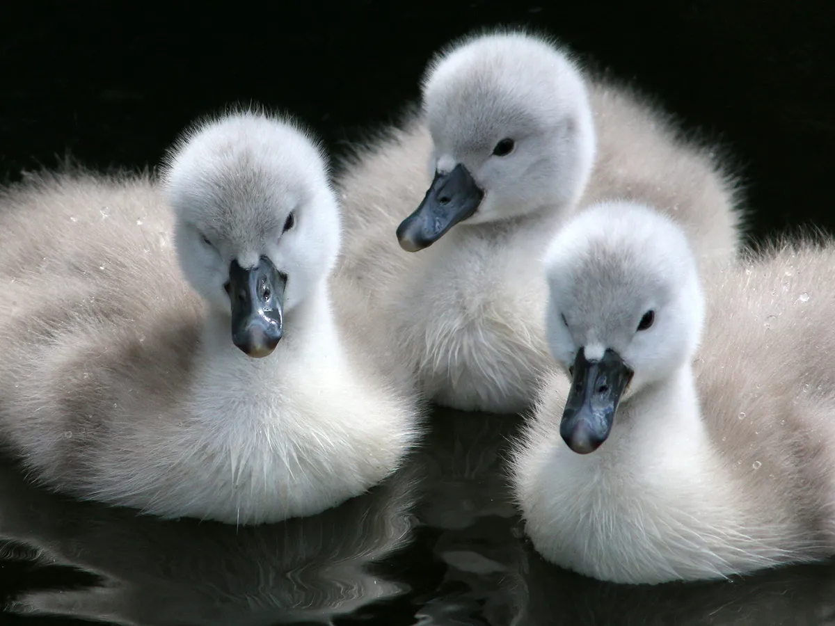 Baby Swans: All You Need To Know (With Pictures)