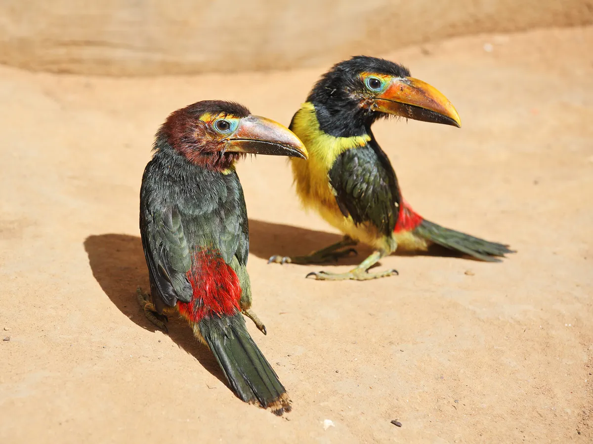 Baby Toucans: All You Need to Know (with Pictures)