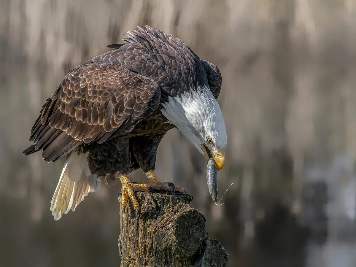 Águila calva comiendo un pez