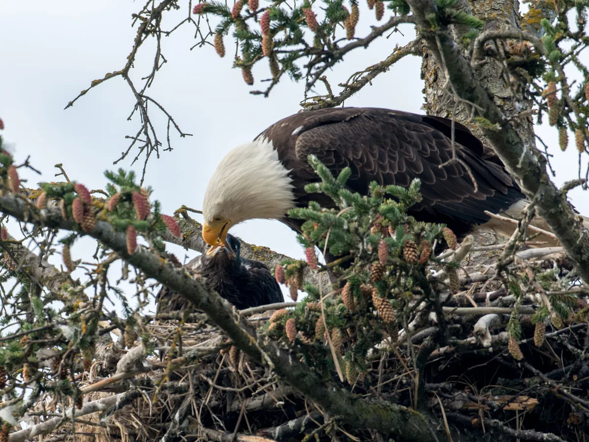 Un águila calva alimentando a sus crías con carne