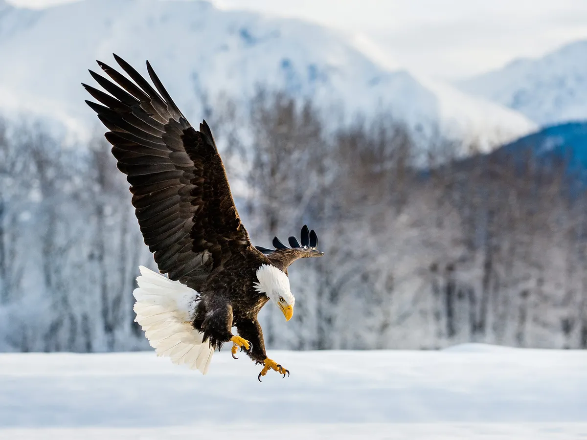 Águila calva en vuelo, llegando a tierra, Alaska