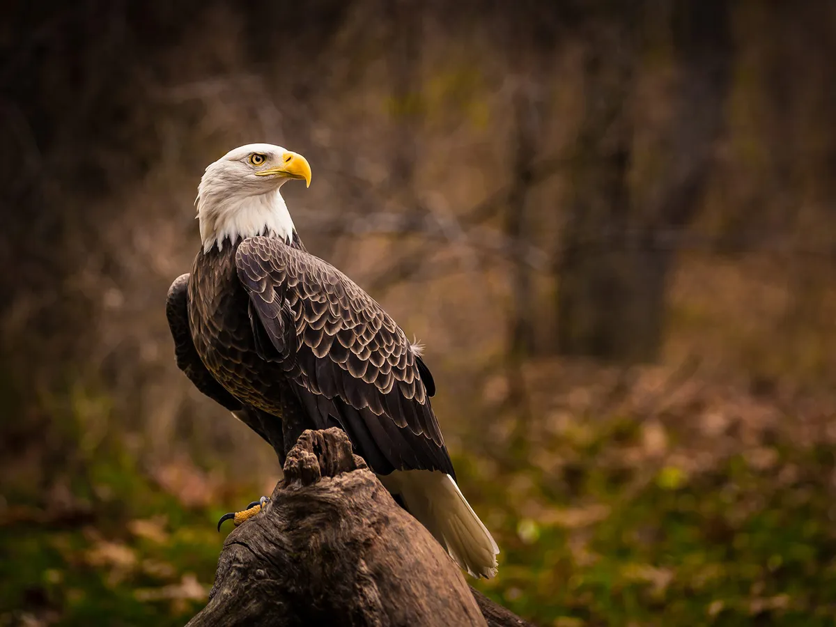 Bald Eagle Nesting (All You Need To Know)