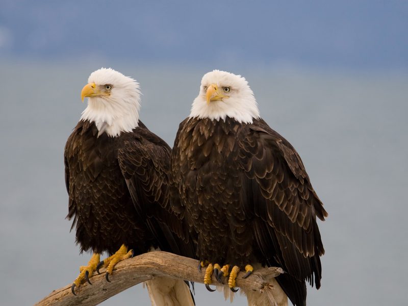 Bald Eagles Mate For Life Bald Eagles Mate For Life