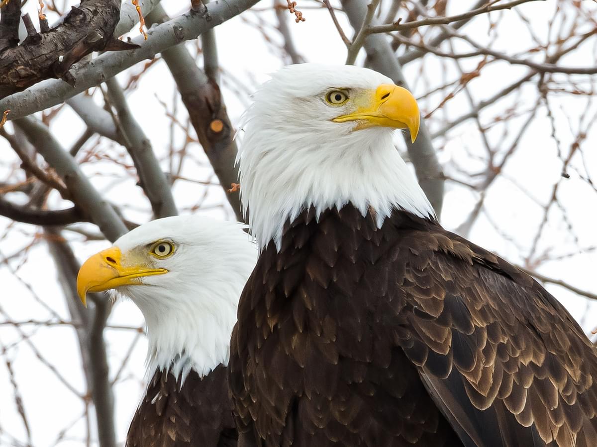 Close up of a pair of Bald Eagles