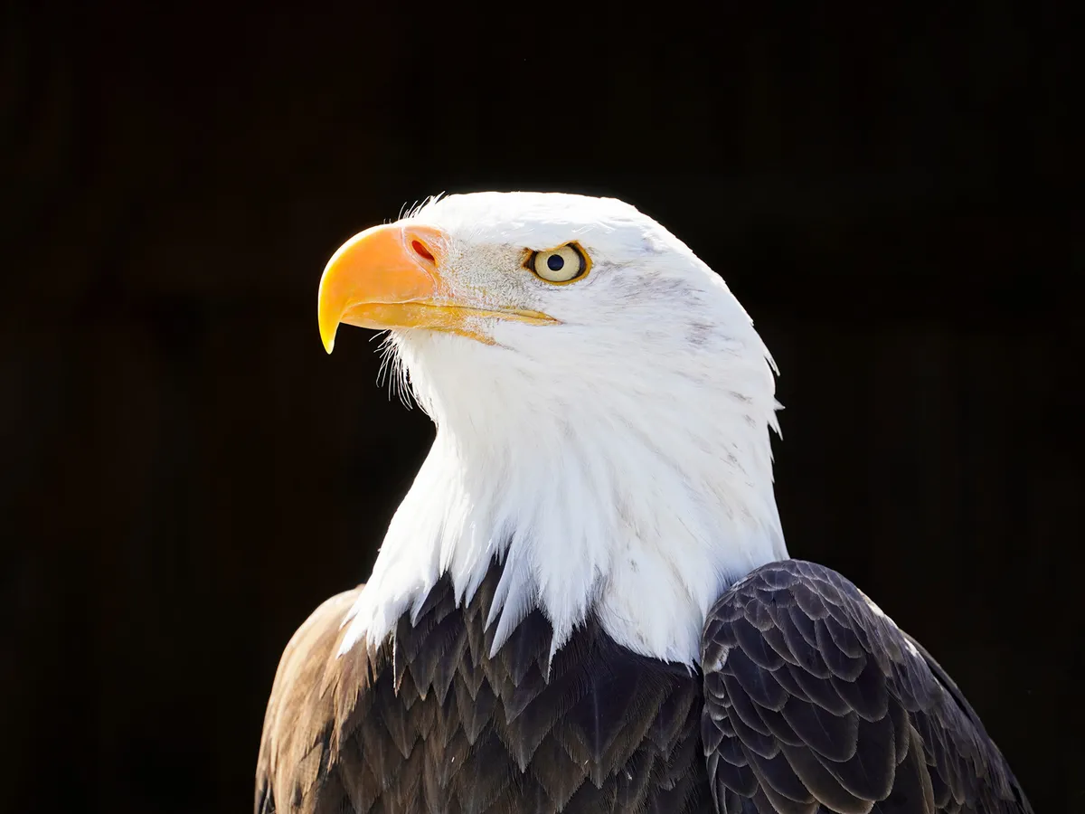 Retrato de águila calva
