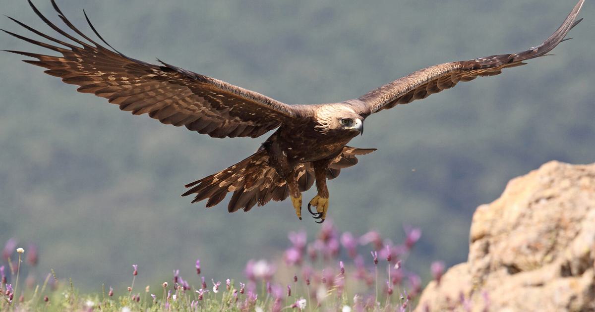 Bald Eagle or Golden Eagle: What Are the Differences? | Birdfact