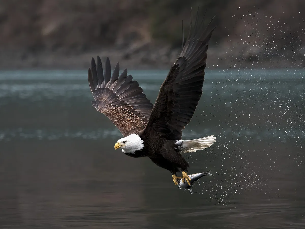 Águila calva con pescado