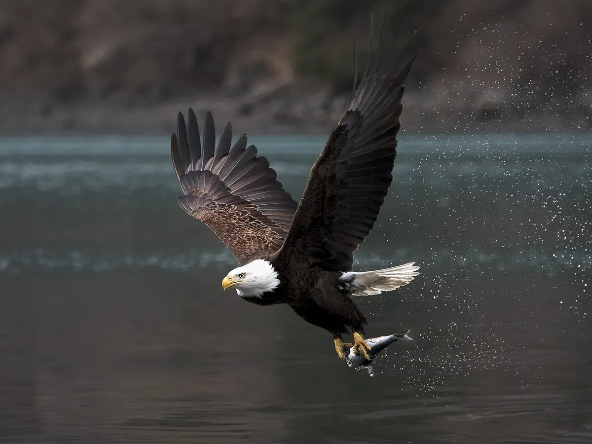 Águila calva con pescado