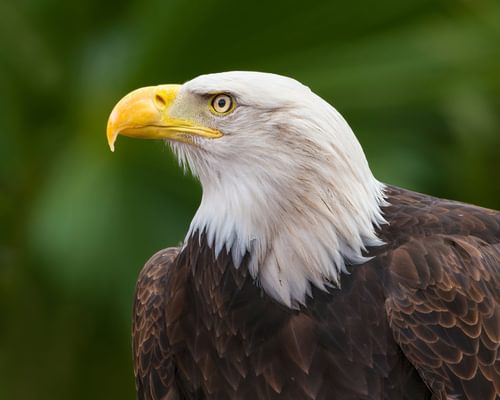 Bald Eagle