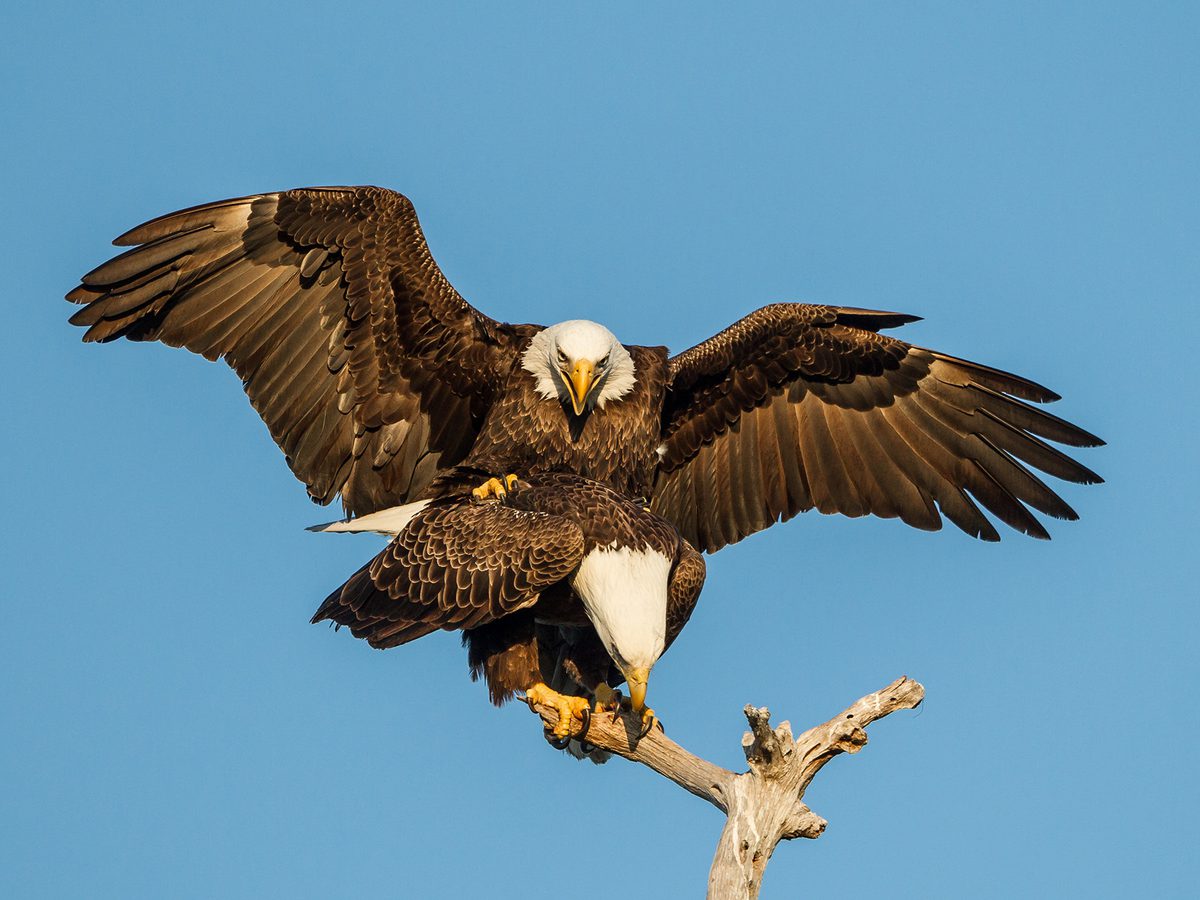 Do Bald Eagles Mate For Life Birdfact do-bald-eagles-mate-for-life-birdfact
