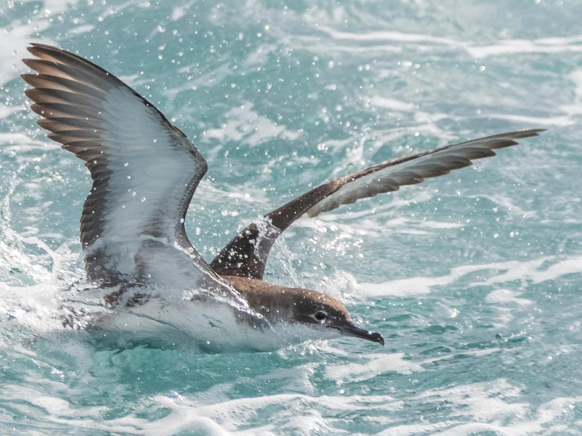 Balearic Shearwater diving into the sea to catch prey