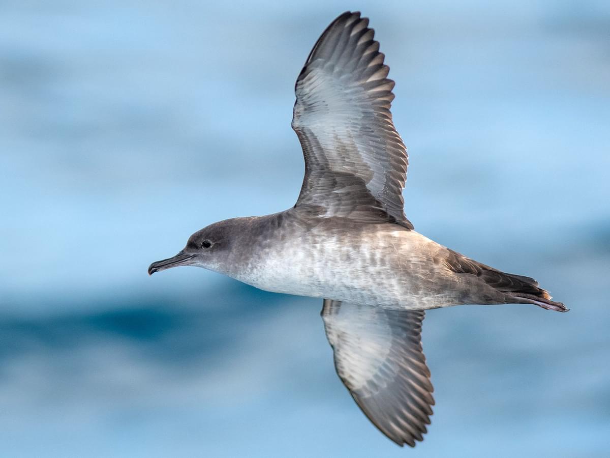 Balearic Shearwater flying over the coast