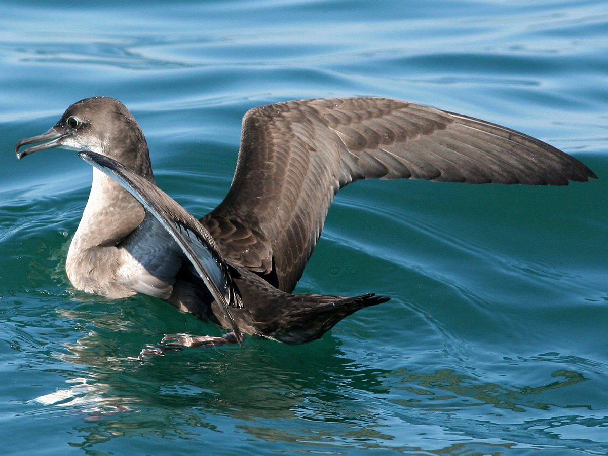 Balearic Shearwater Bird Facts (Puffinus mauretanicus) Birdfact