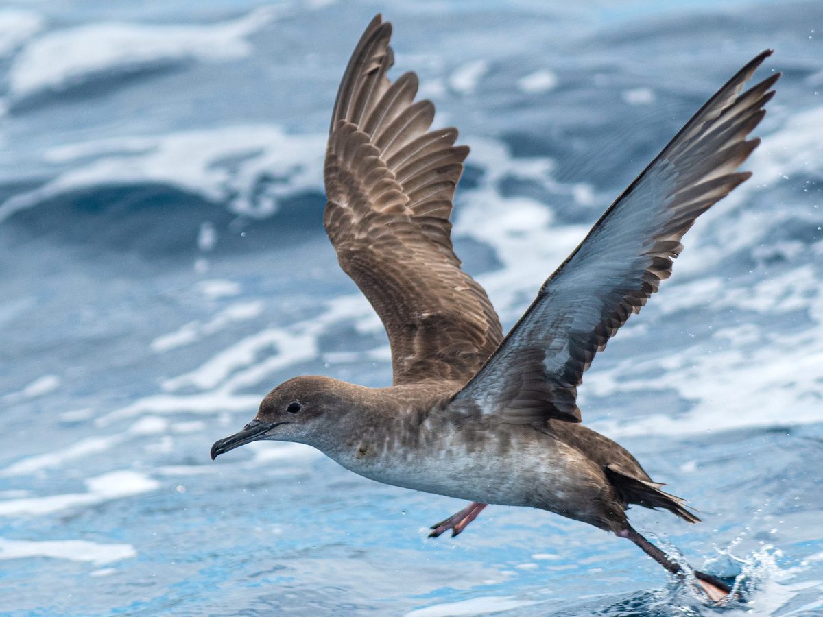 Balearic Shearwater Bird Facts (Puffinus mauretanicus) Birdfact
