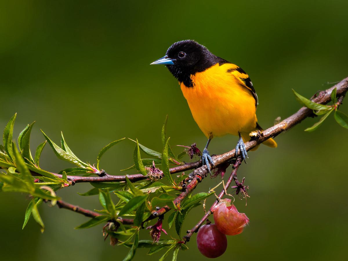 In the US, Baltimore Orioles are regulars with eating grapes