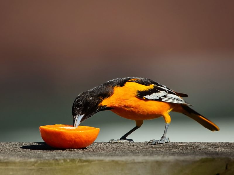 Orioles Migration Map 2025