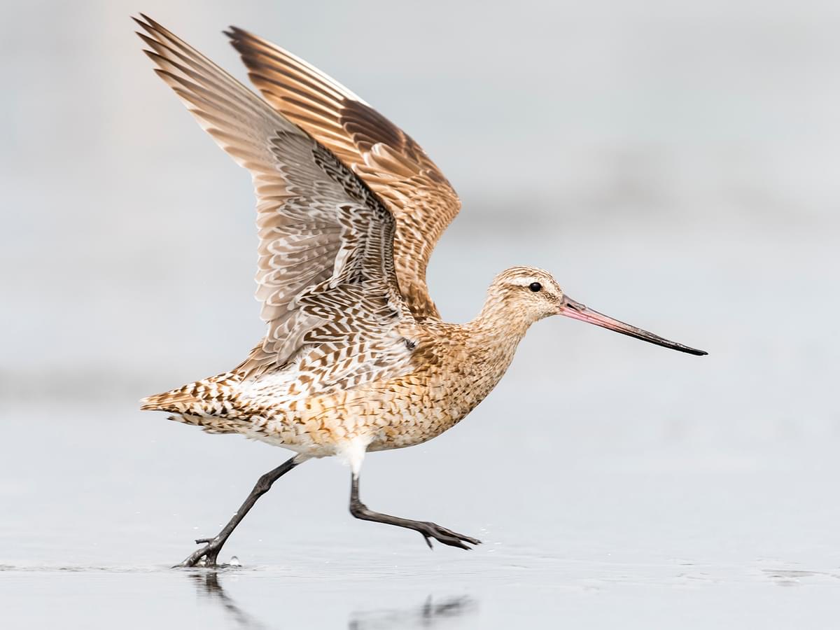 Bar-tailed Godwit running for take-off