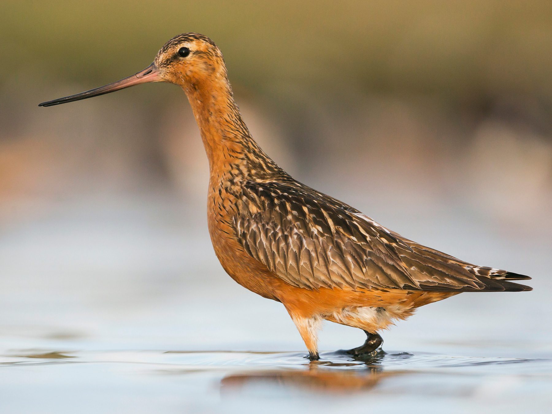Bar-tailed Godwit