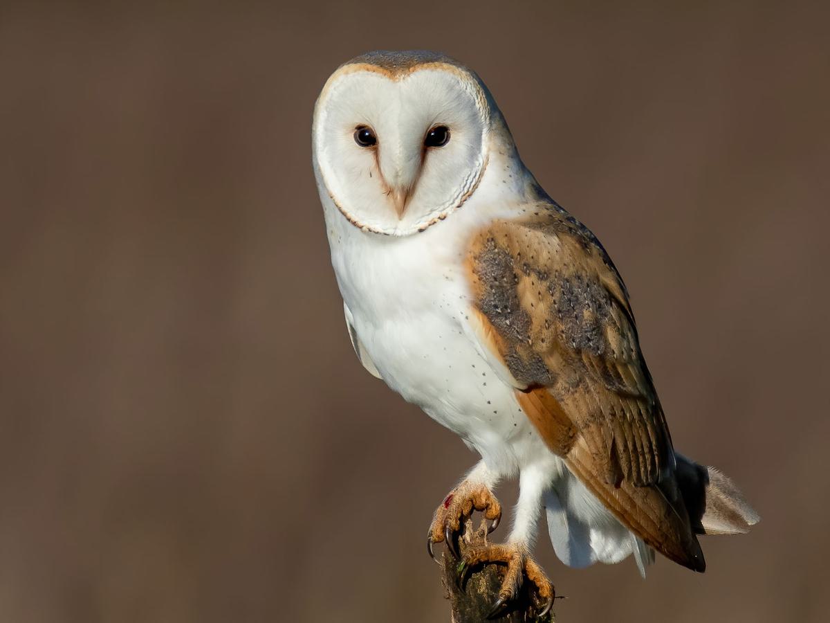 Barn Owl Bird Facts (Tyto alba) Birdfact Barn Owl Bird Facts (Tyto alba) Birdfact
