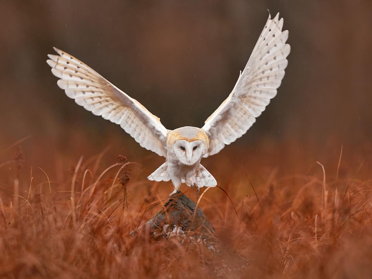 Barn owl coming in to land
