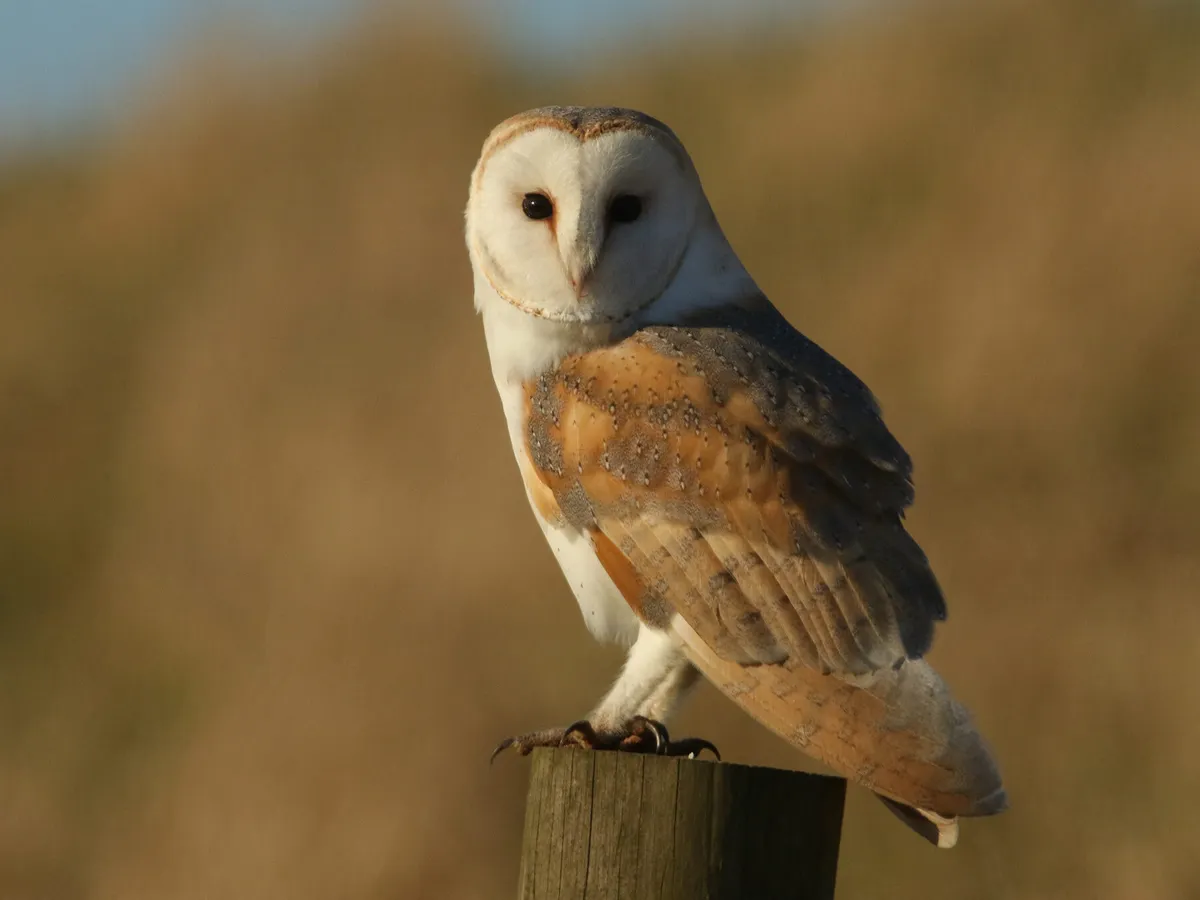 Barn Owl Nesting: Complete Guide