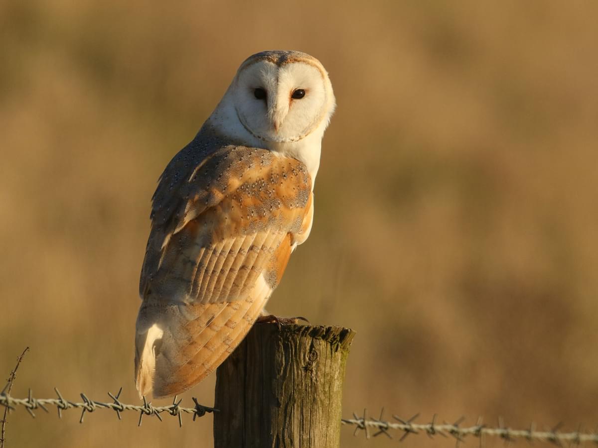 Barn owl on the lookout for prey, whilst perched on a wooden post