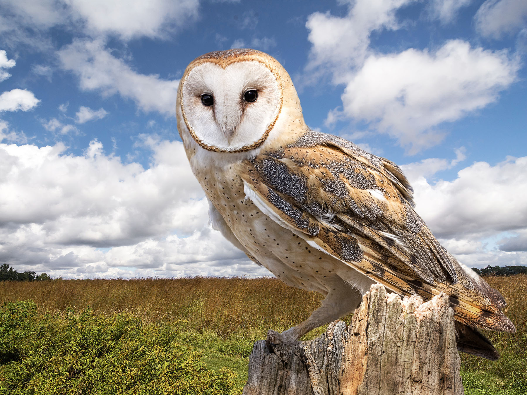 Symbolism of Owls Unlocking the Mysteries & Meanings Birdfact