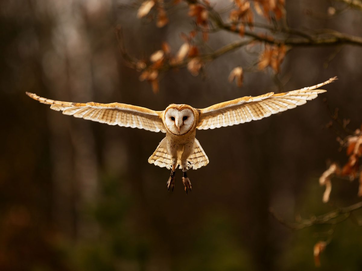 Barn Owl Wings Spread barn-owl-wings-spread