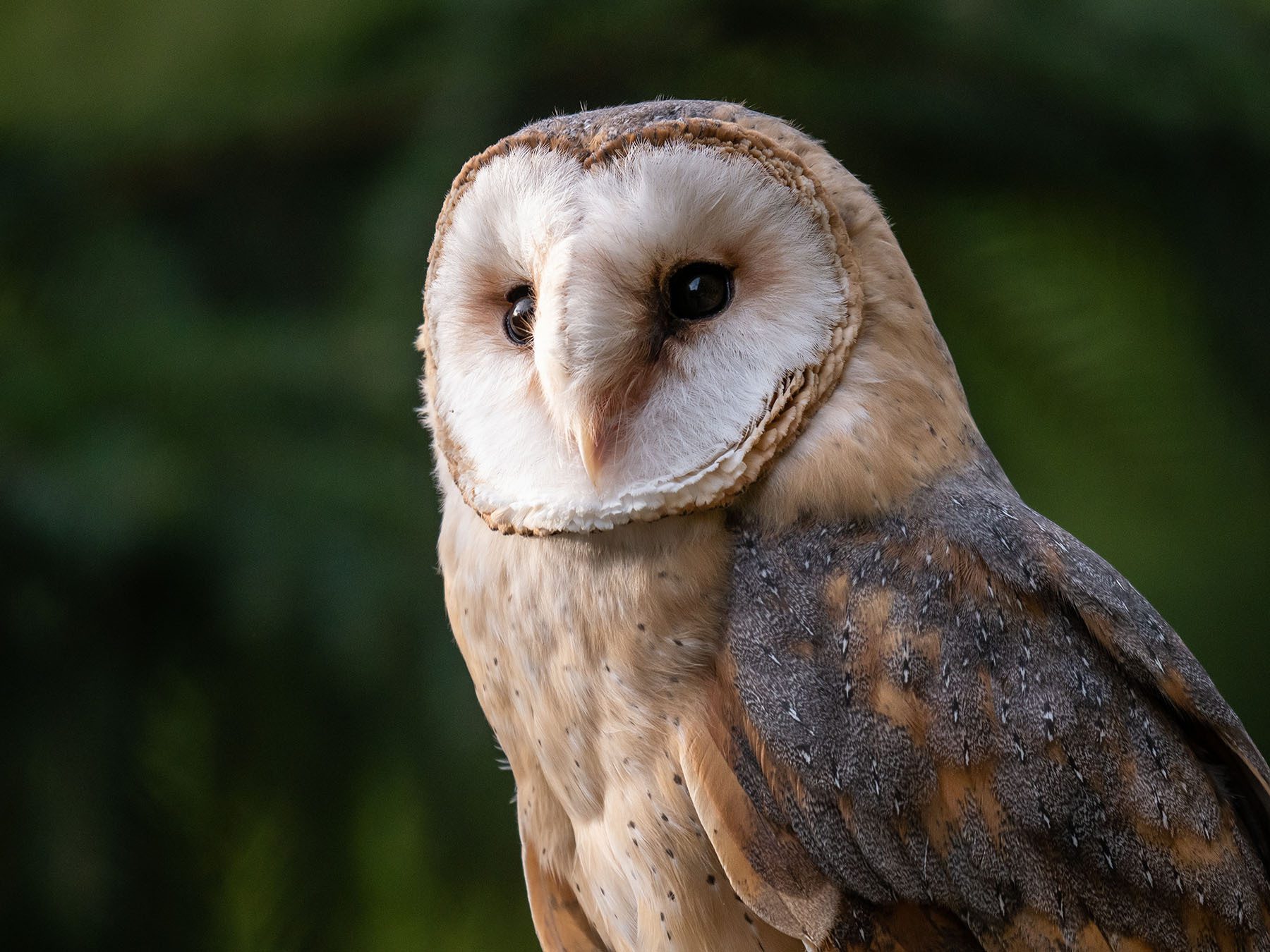 Barn Owl