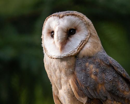 Barn Owl